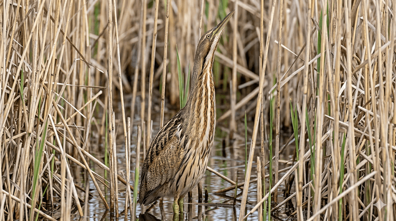 American Bittern